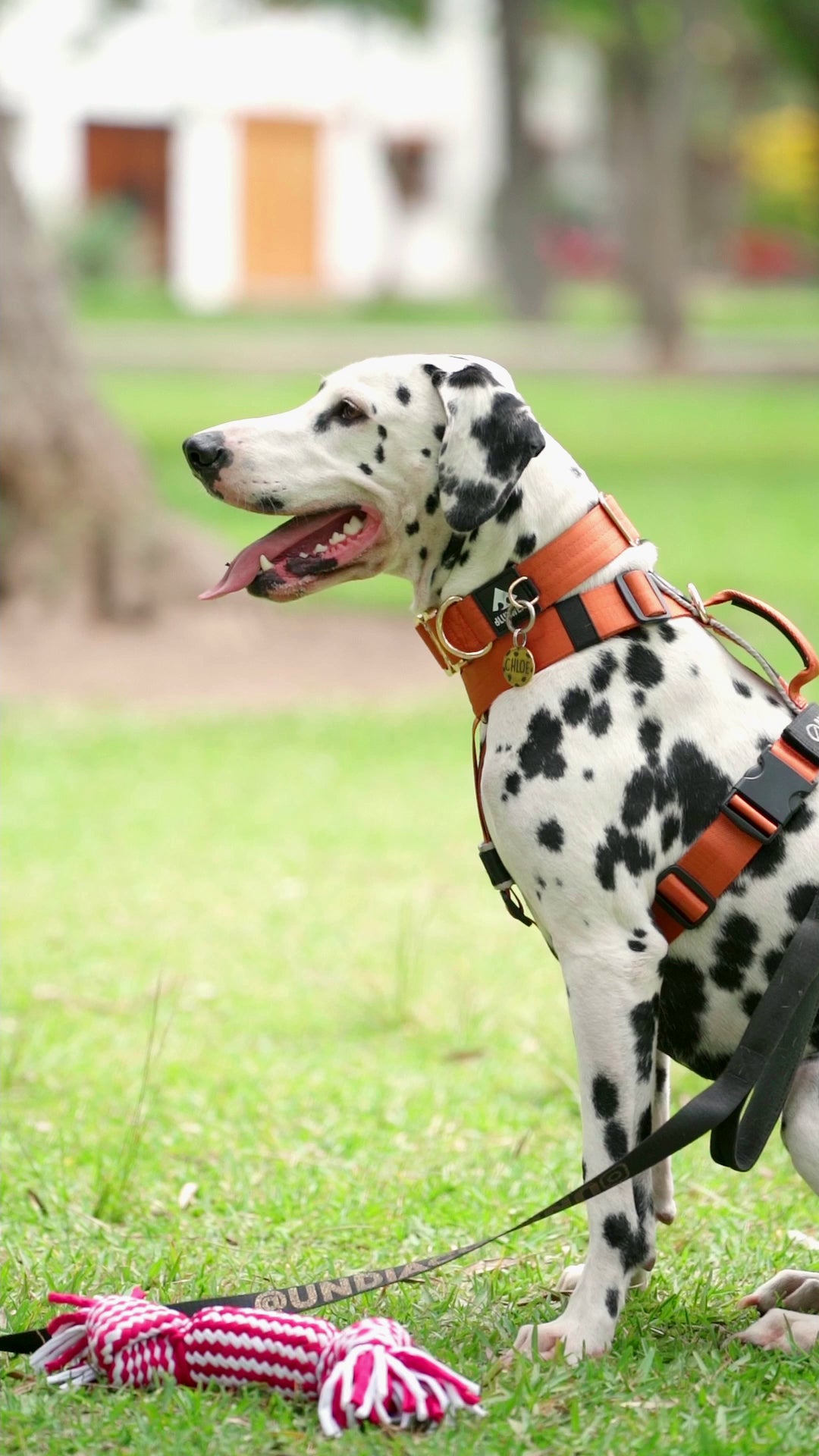 Collar Deluxe ancho - Ocre