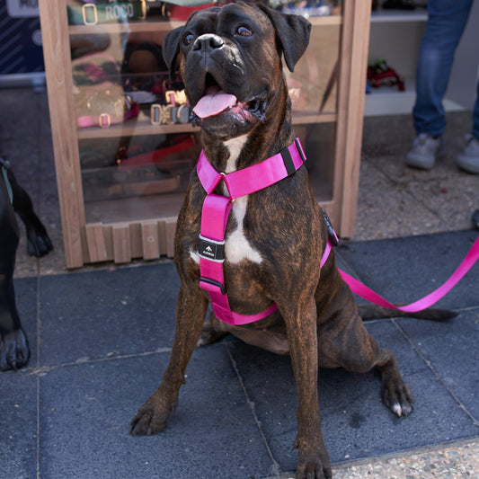 Arnés clásico - Fucsia