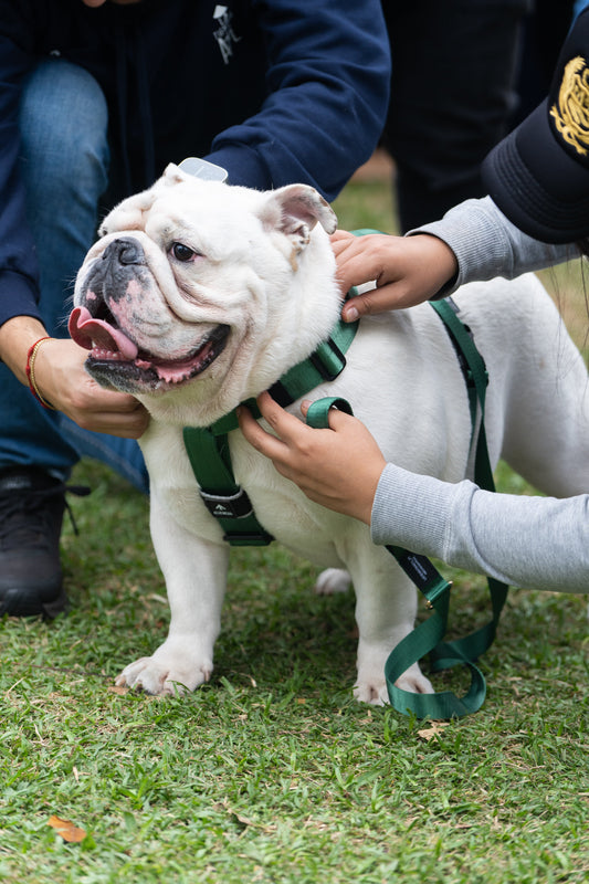 Arnés clásico - Esmeralda