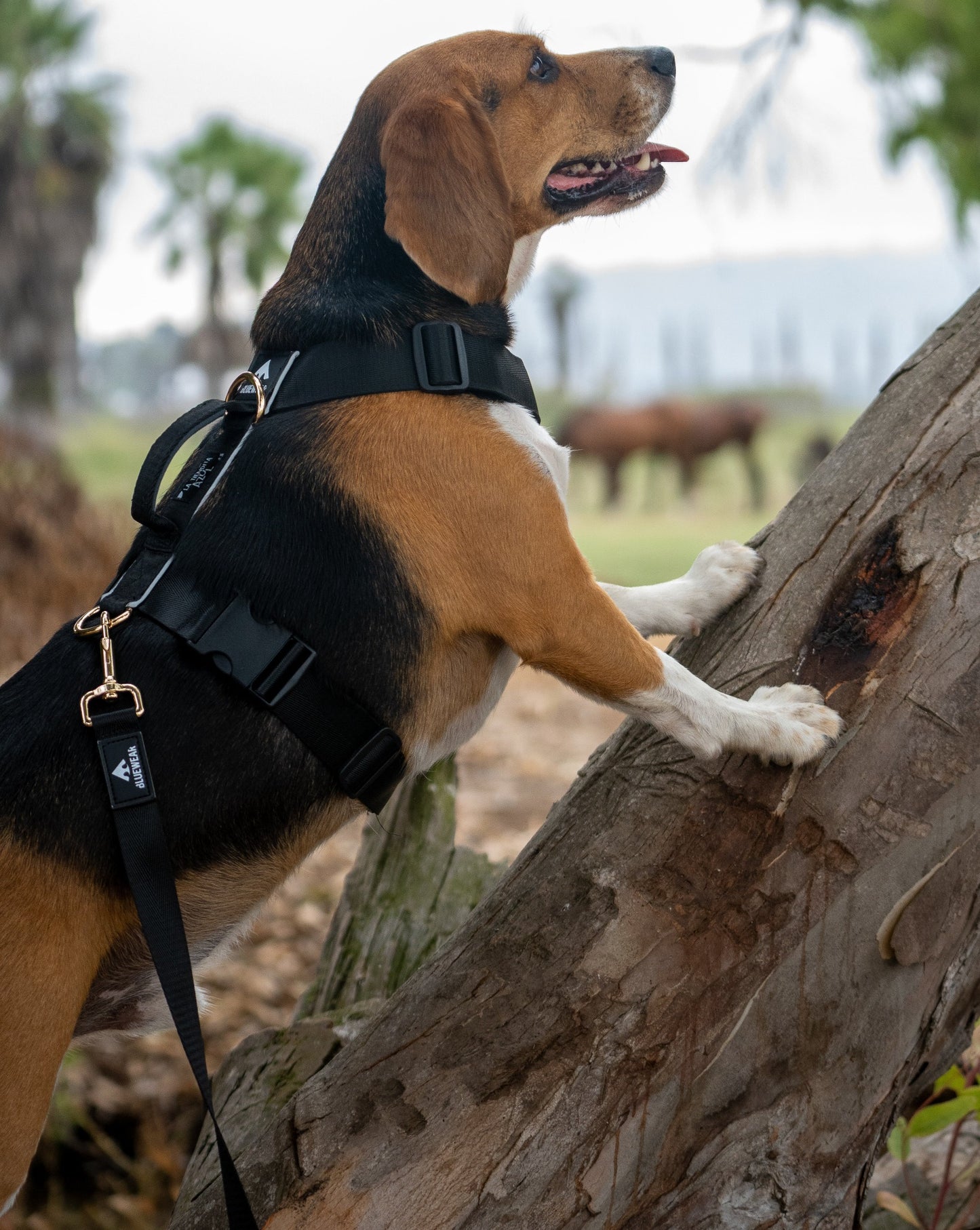 Correa clásica - Color Negro