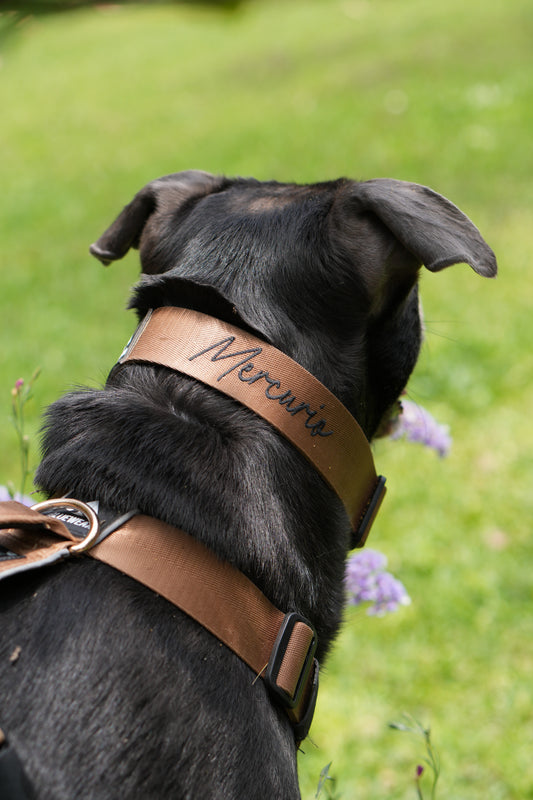 Collar ancho classic - Marrón Metálico