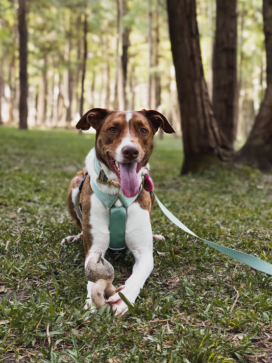 Arnés clásico - Menta