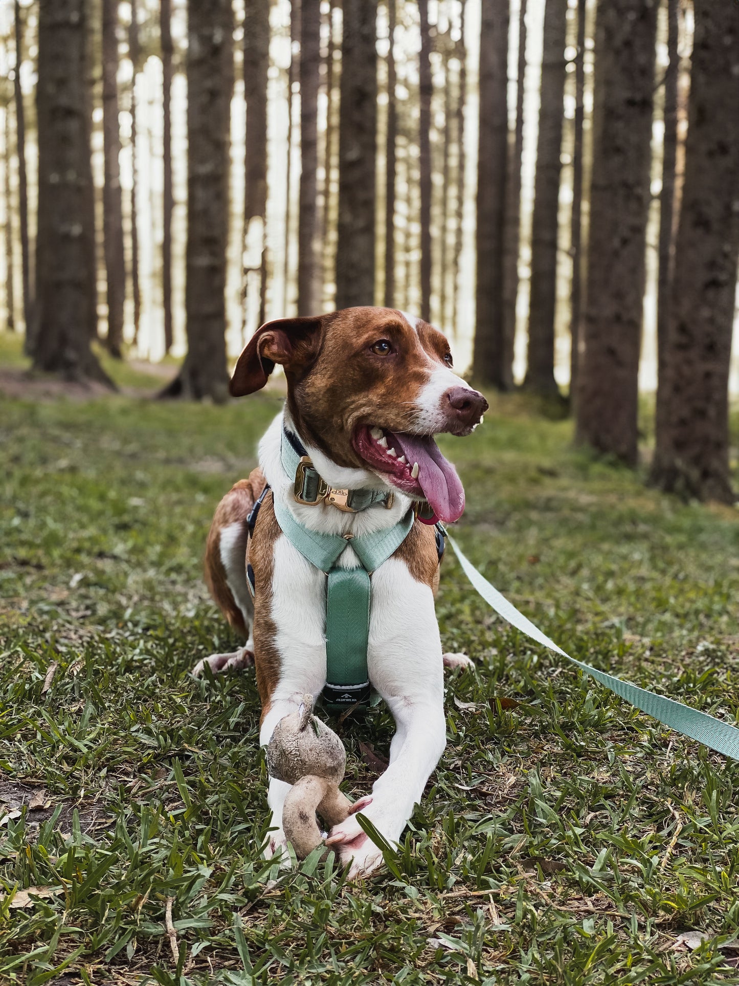 Collar Deluxe ancho - Menta