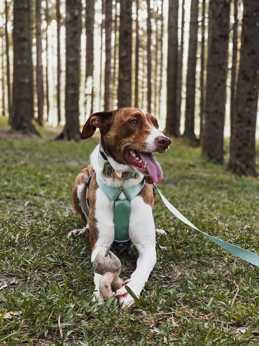 Collar Deluxe ancho - Menta