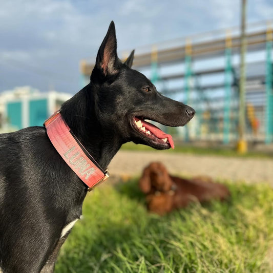 Collar Táctico Deluxe ancho con asa - Rosa Barbie