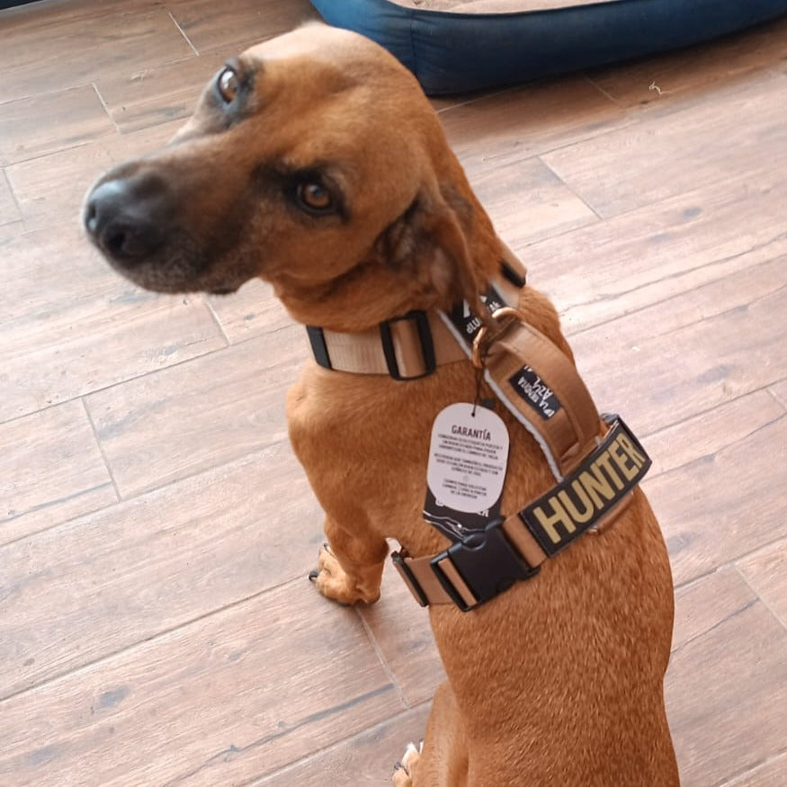 Arnés clásico - Marrón Metálico