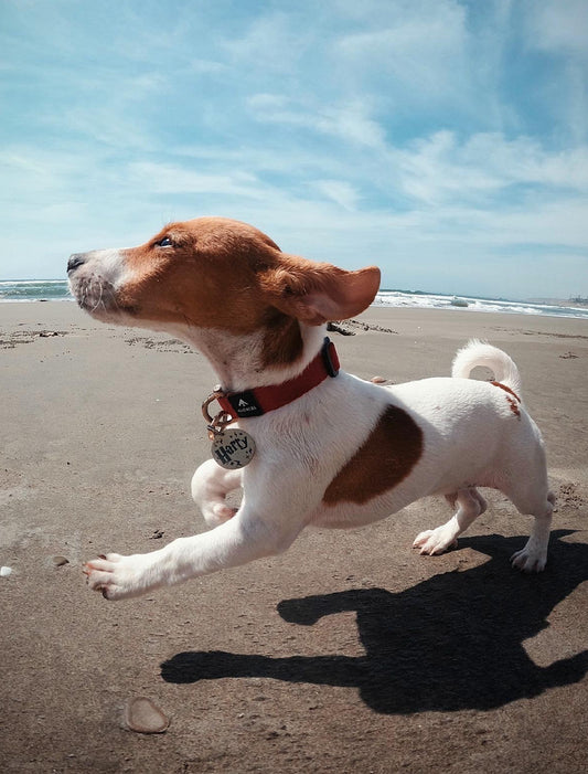 Plaquita de identificación - Colección Naturaleza