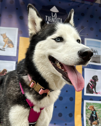 Collar Deluxe delgado - Rosa Barbie