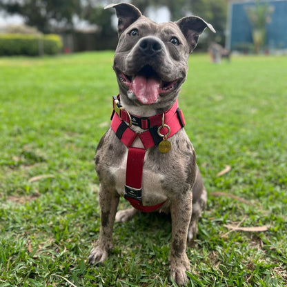 Arnés clásico - Rojo vino