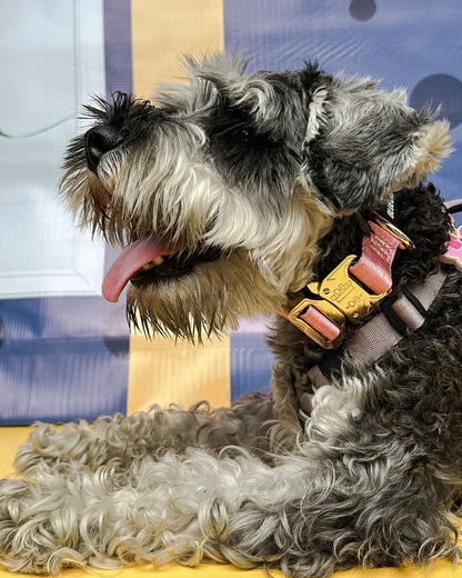 Collar Deluxe delgado - Rosa Barbie