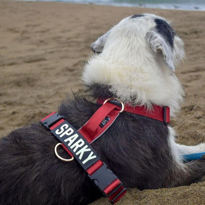 Arnés clásico - Rojo vino