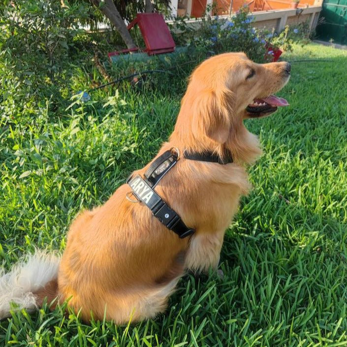 Arnés clásico - Negro