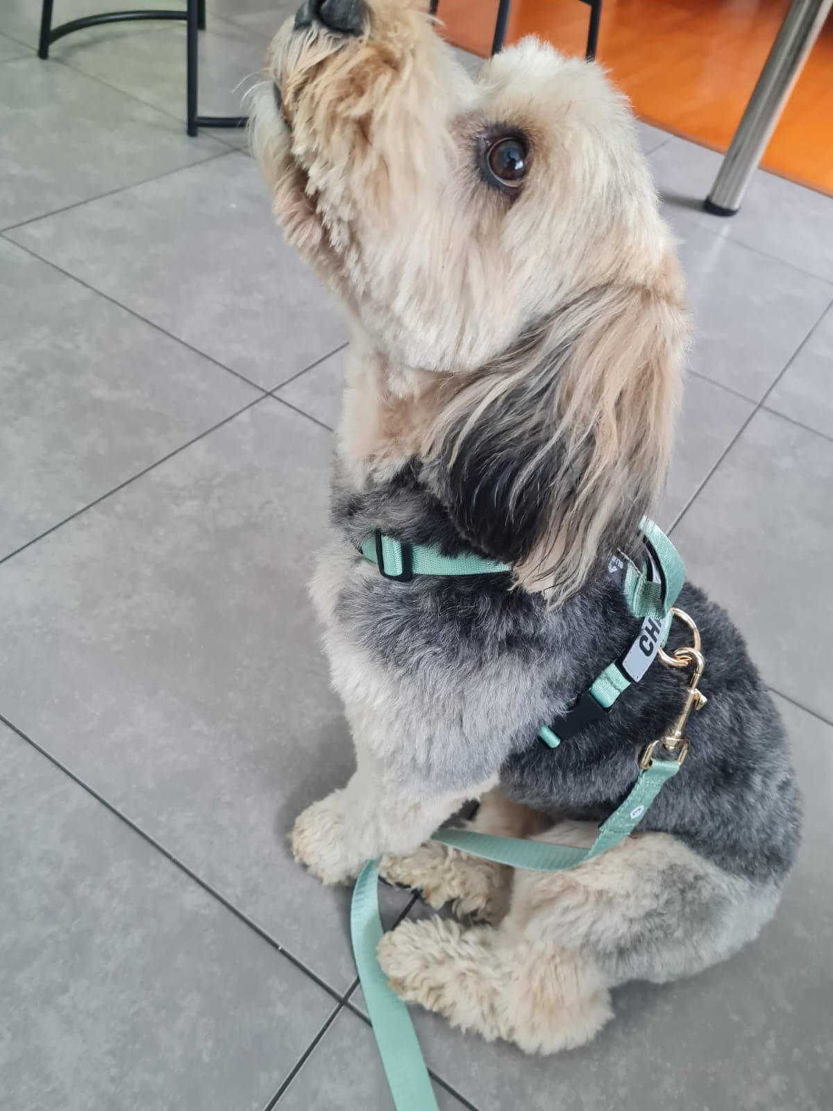 Arnés clásico - Menta