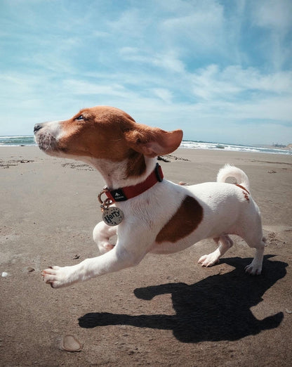 Plaquita de identificación - Colección Potterhead