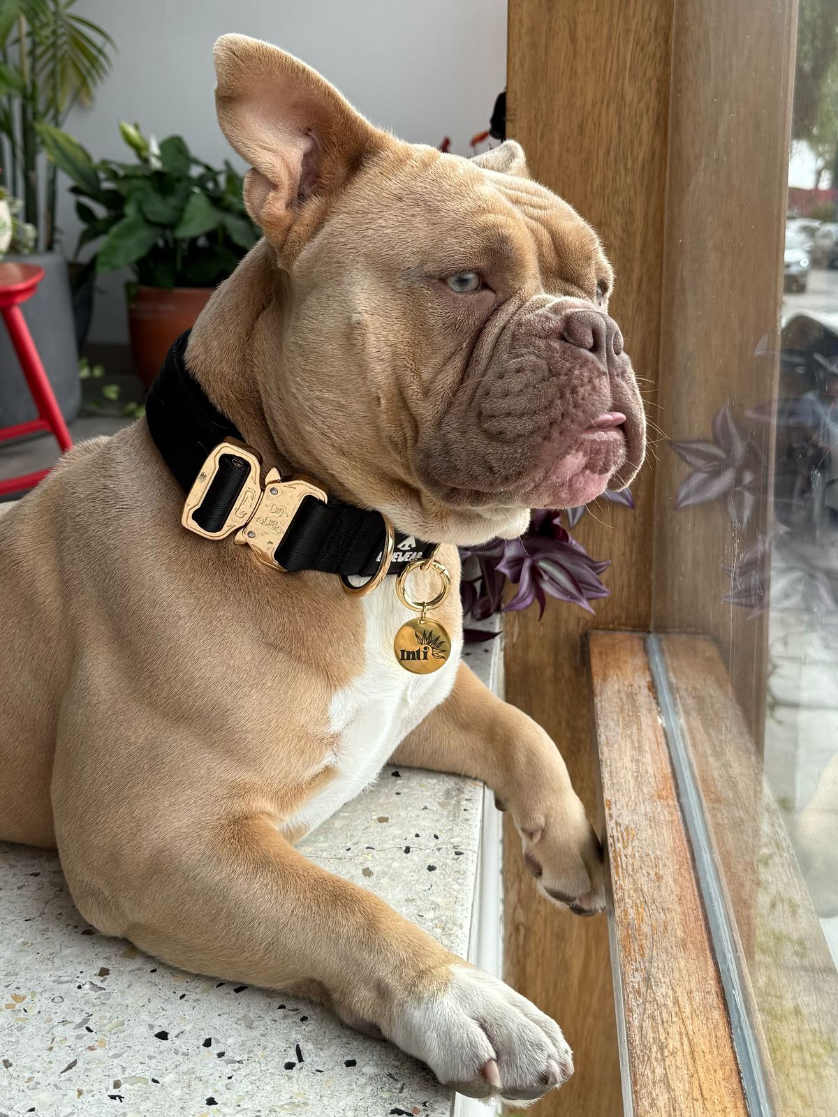 Collar Deluxe ancho - Negro