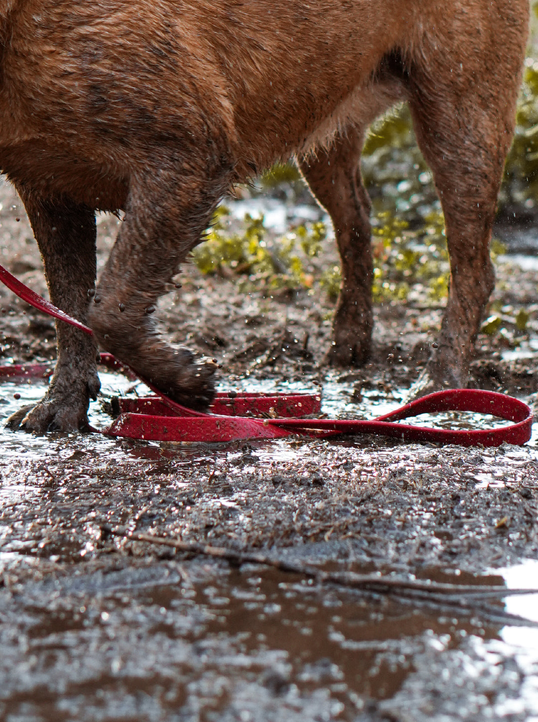 Correa larga impermeable -  Rojo