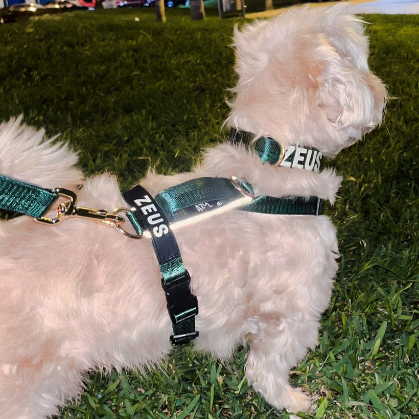 Arnés clásico - Esmeralda