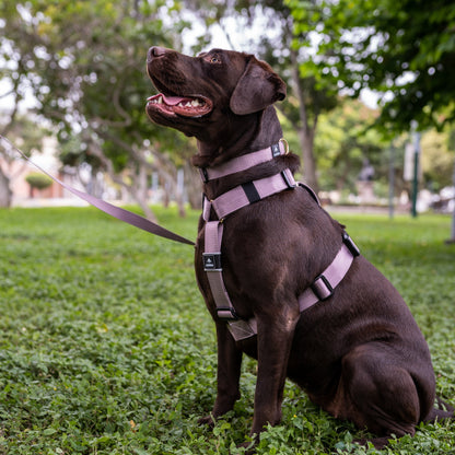 Arnés clásico - Lila