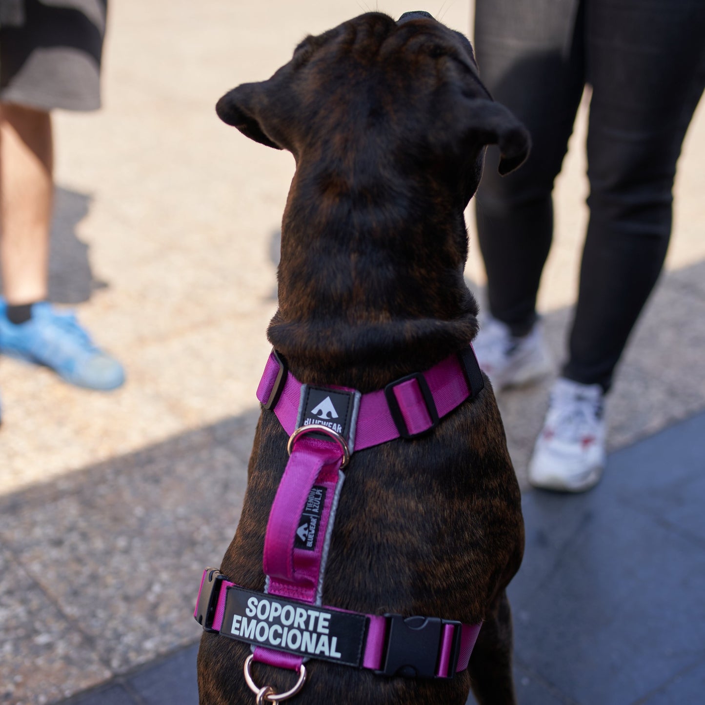 Arnés clásico - Fucsia