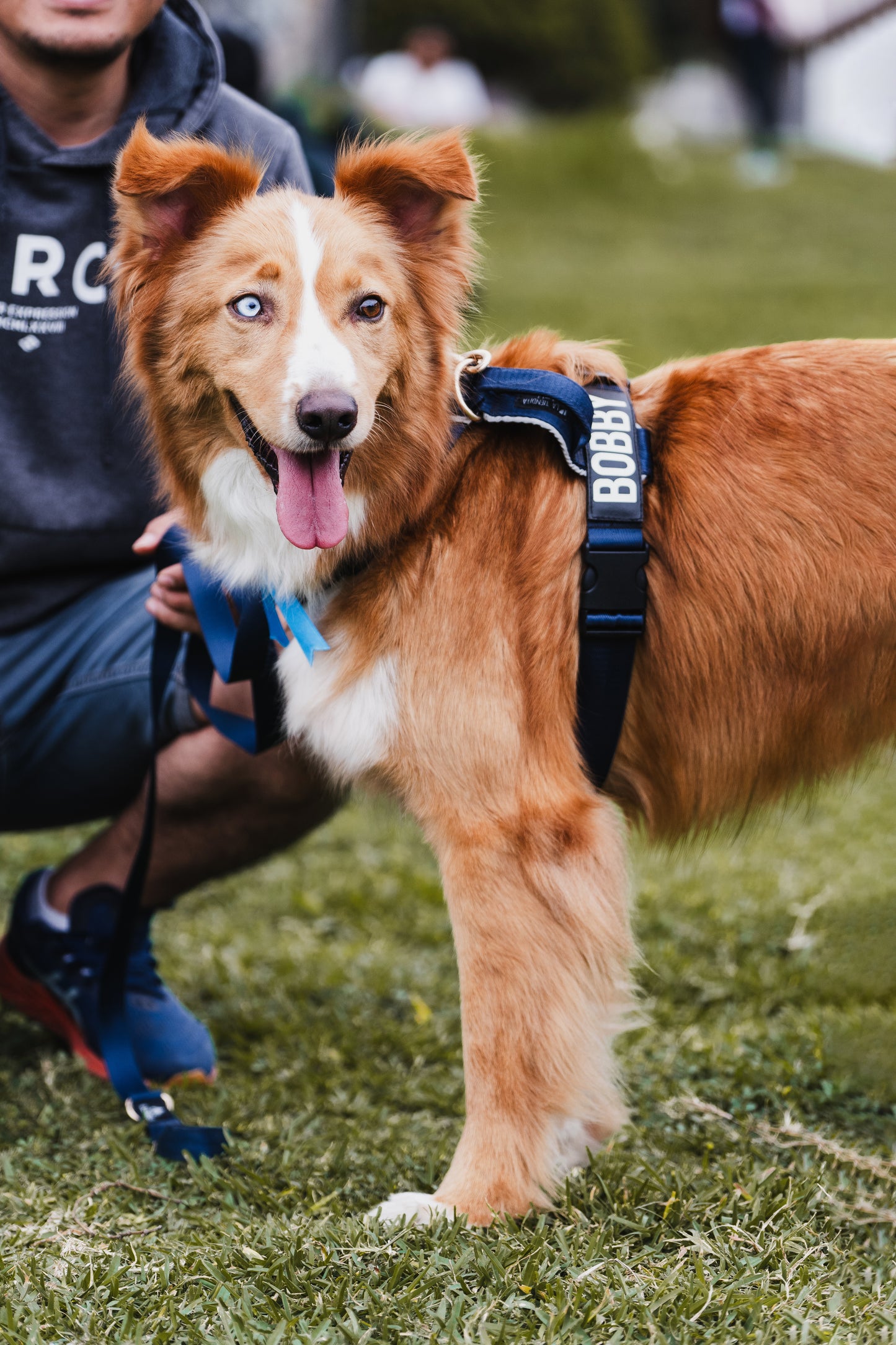 Arnés clásico - Azul Marino