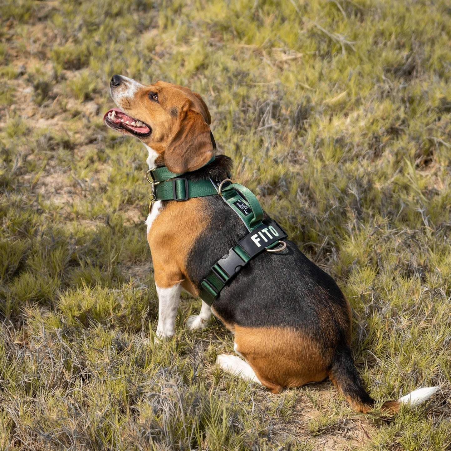 Arnés clásico - Esmeralda