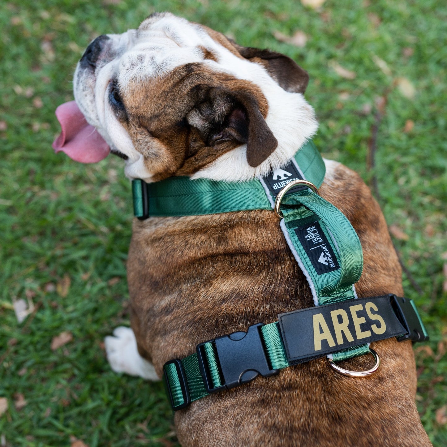 Arnés clásico - Esmeralda