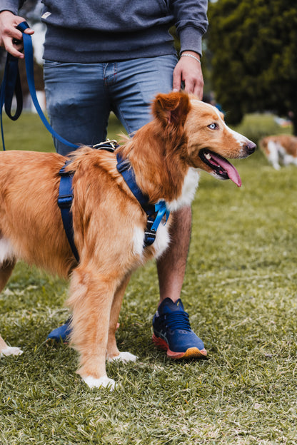 Arnés clásico - Azul Marino
