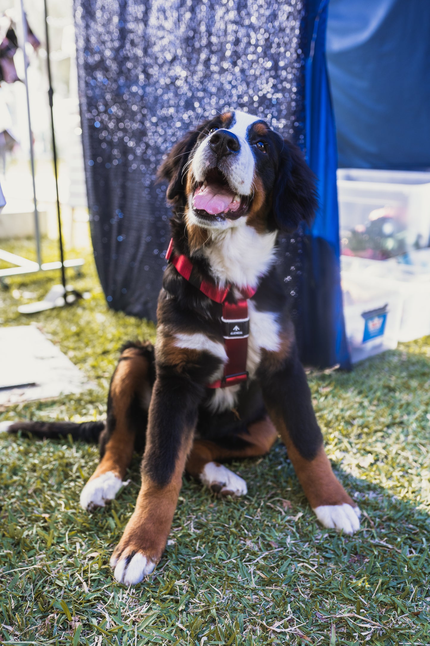 Arnés clásico - Rojo vino