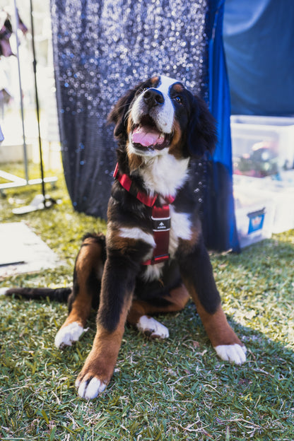 Arnés clásico - Rojo vino
