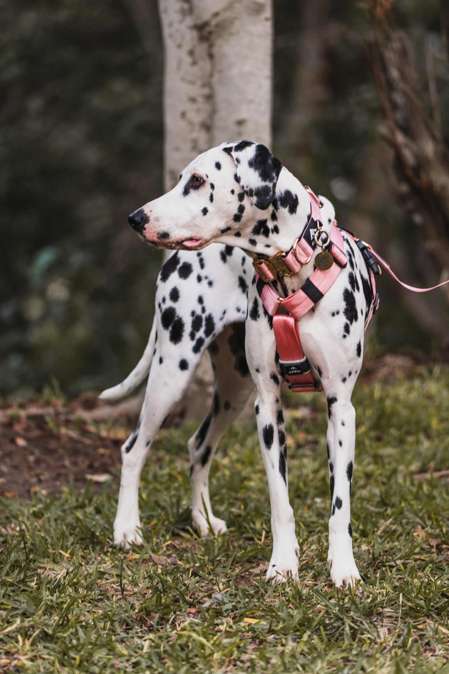 Arnés clásico - Rosa Barbie