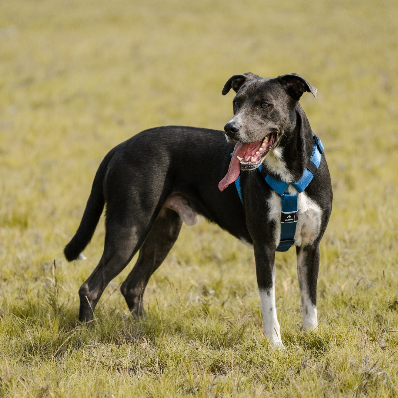 Arnés clásico - Azul acero