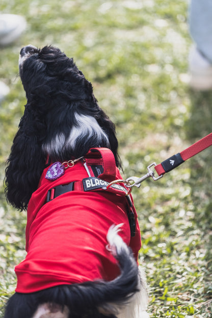 Arnés clásico - Rojo vino