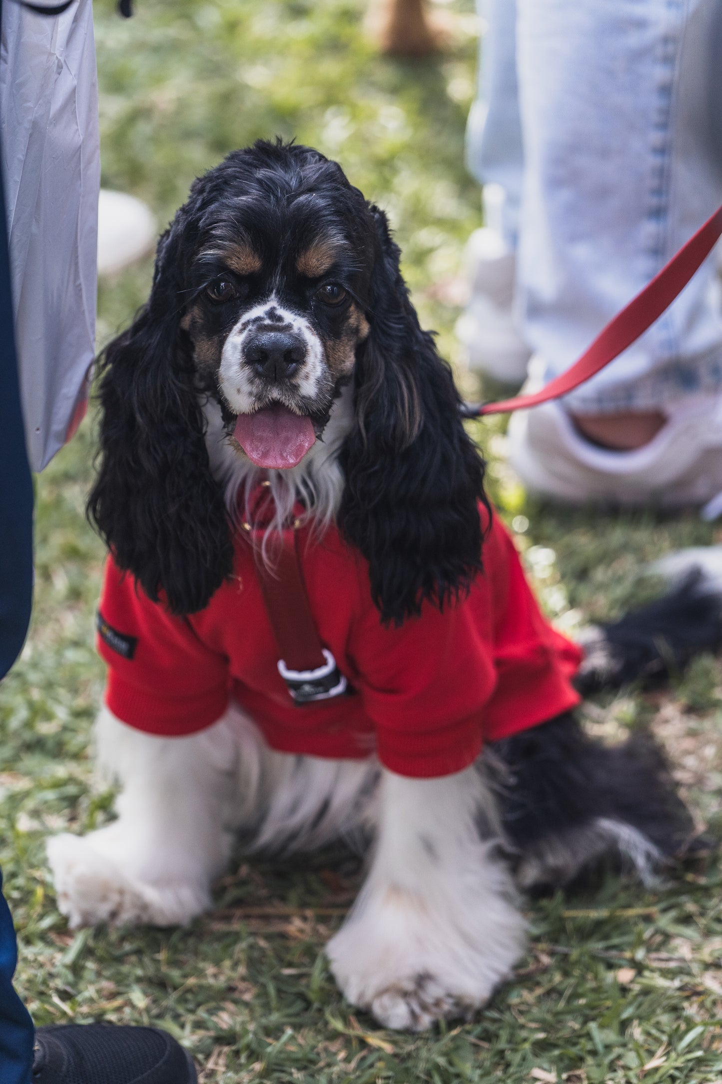 Arnés clásico - Rojo vino