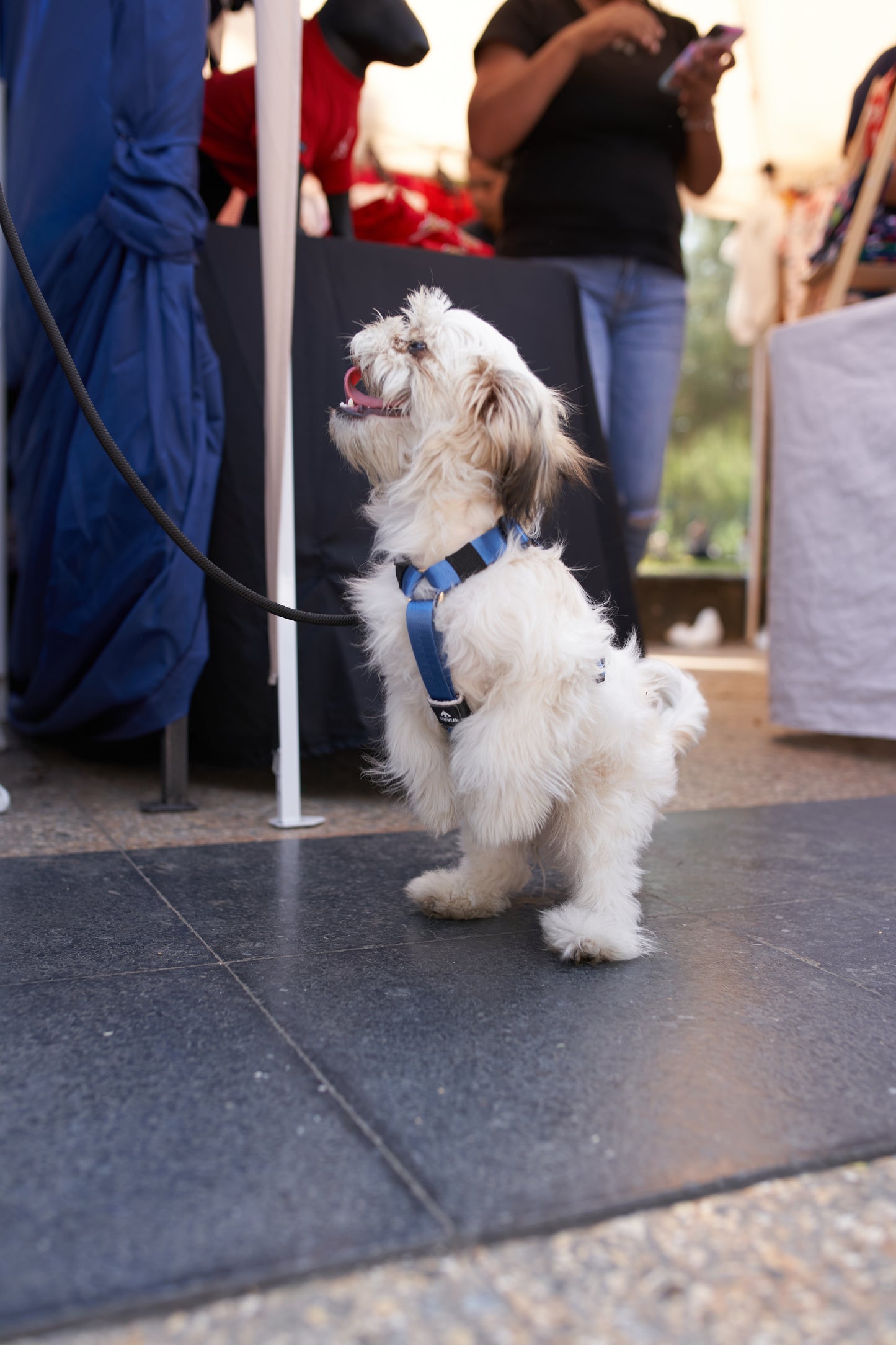 Arnés clásico - Azul acero