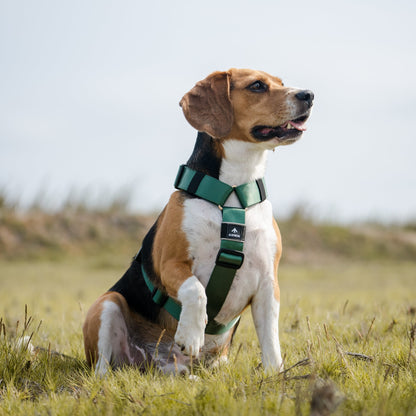 Arnés clásico - Esmeralda