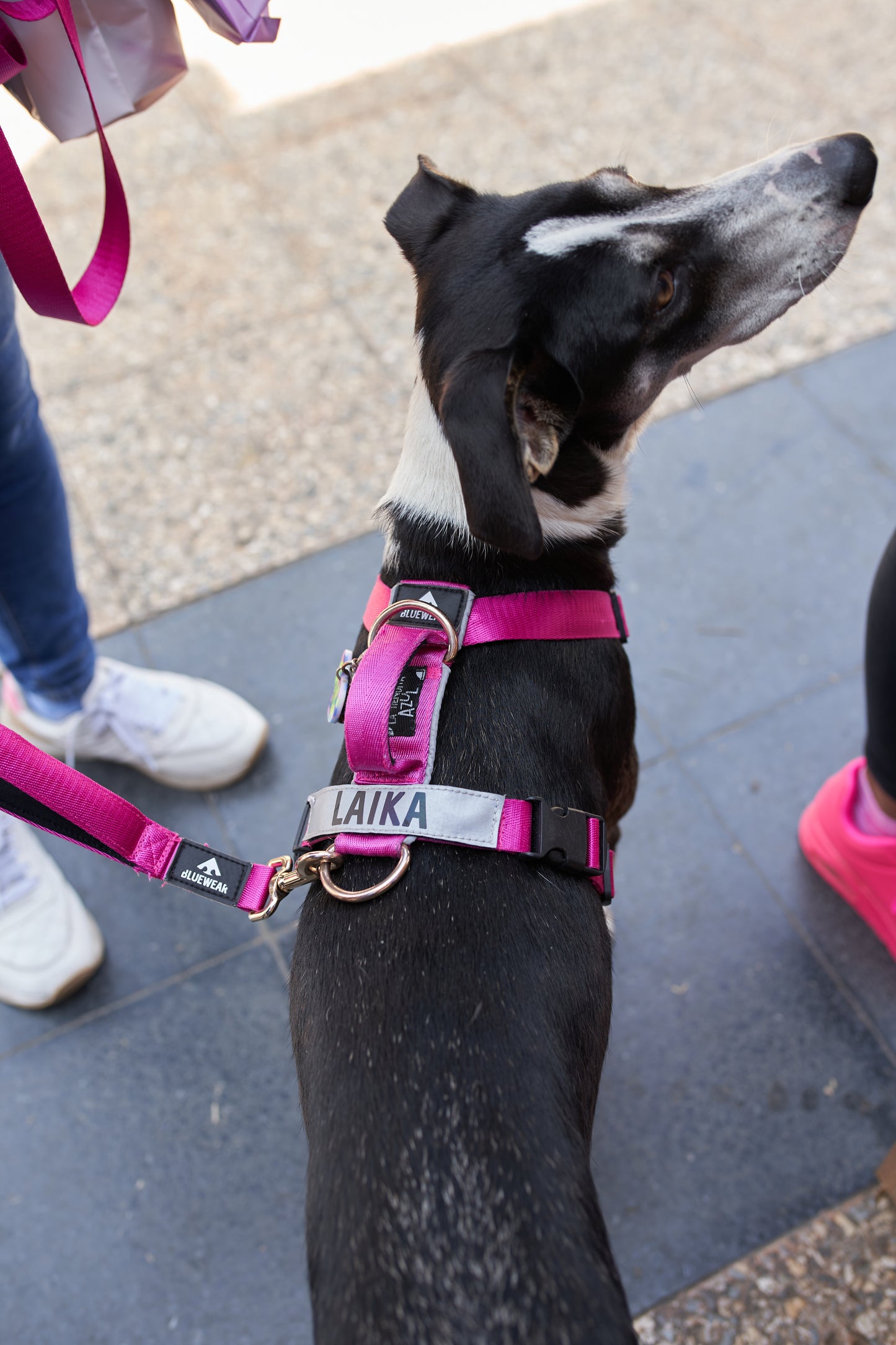 Arnés clásico - Fucsia