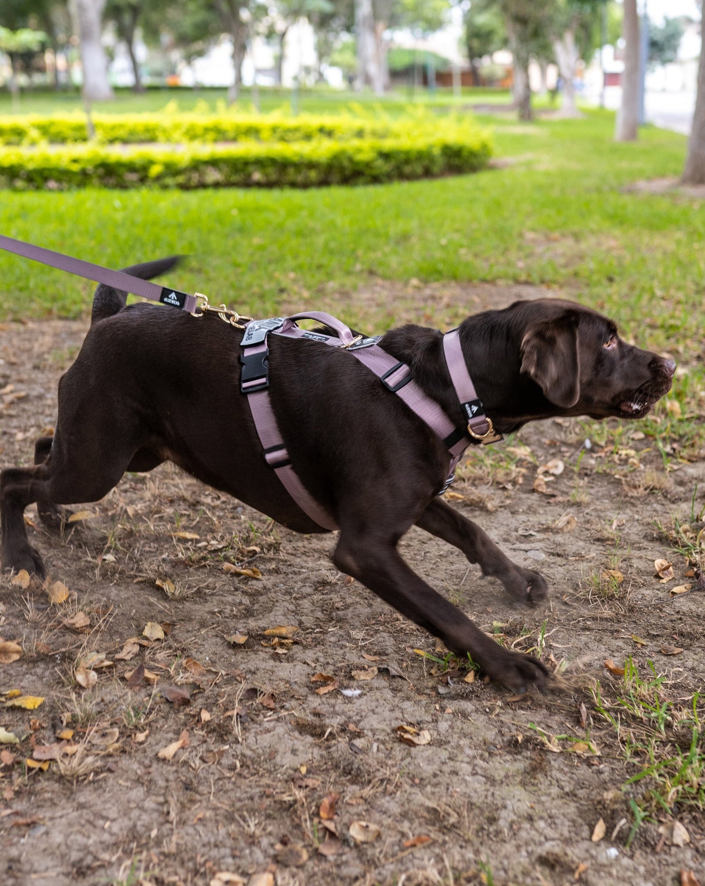 Correa clásica - Color Lila