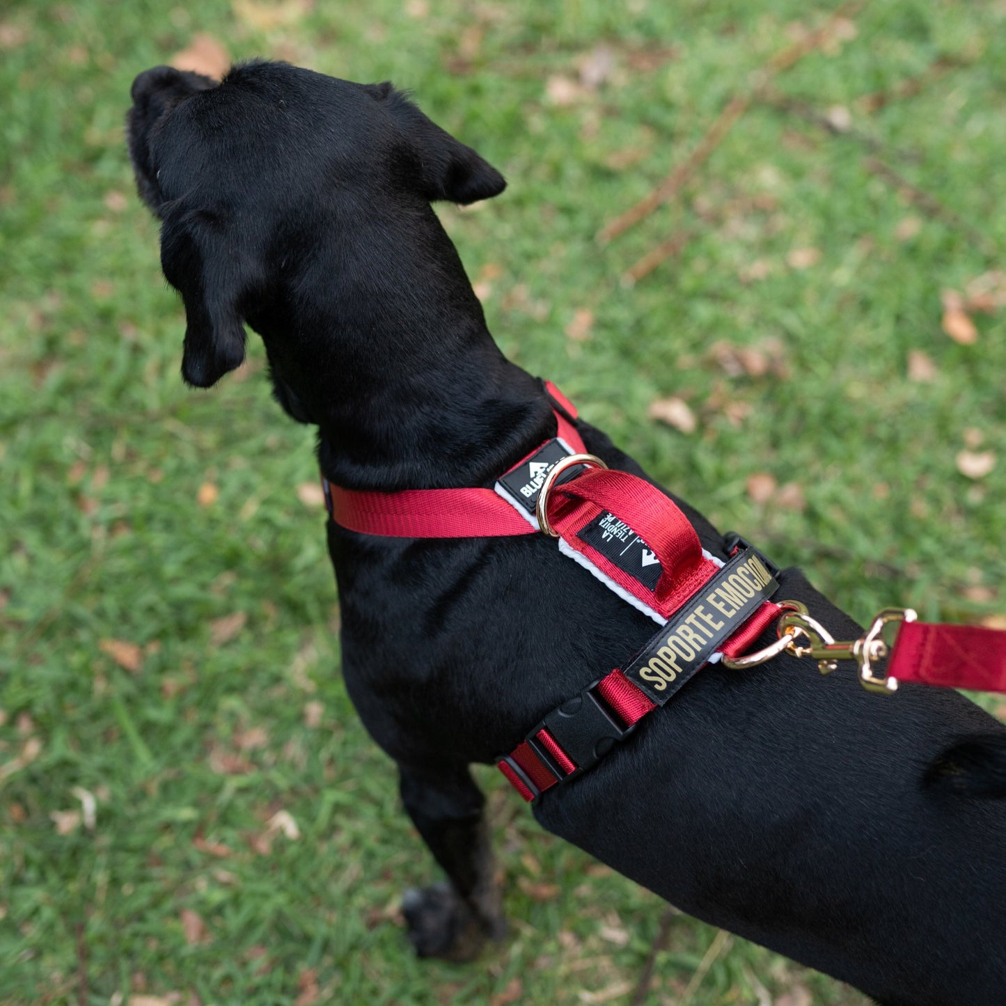 Arnés clásico - Rojo vino