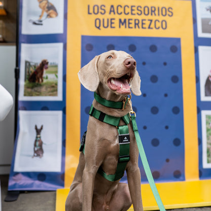 Arnés clásico - Esmeralda