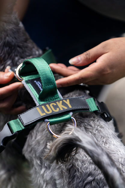 Arnés clásico - Esmeralda