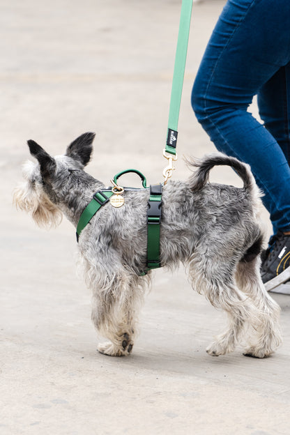 Arnés clásico - Esmeralda