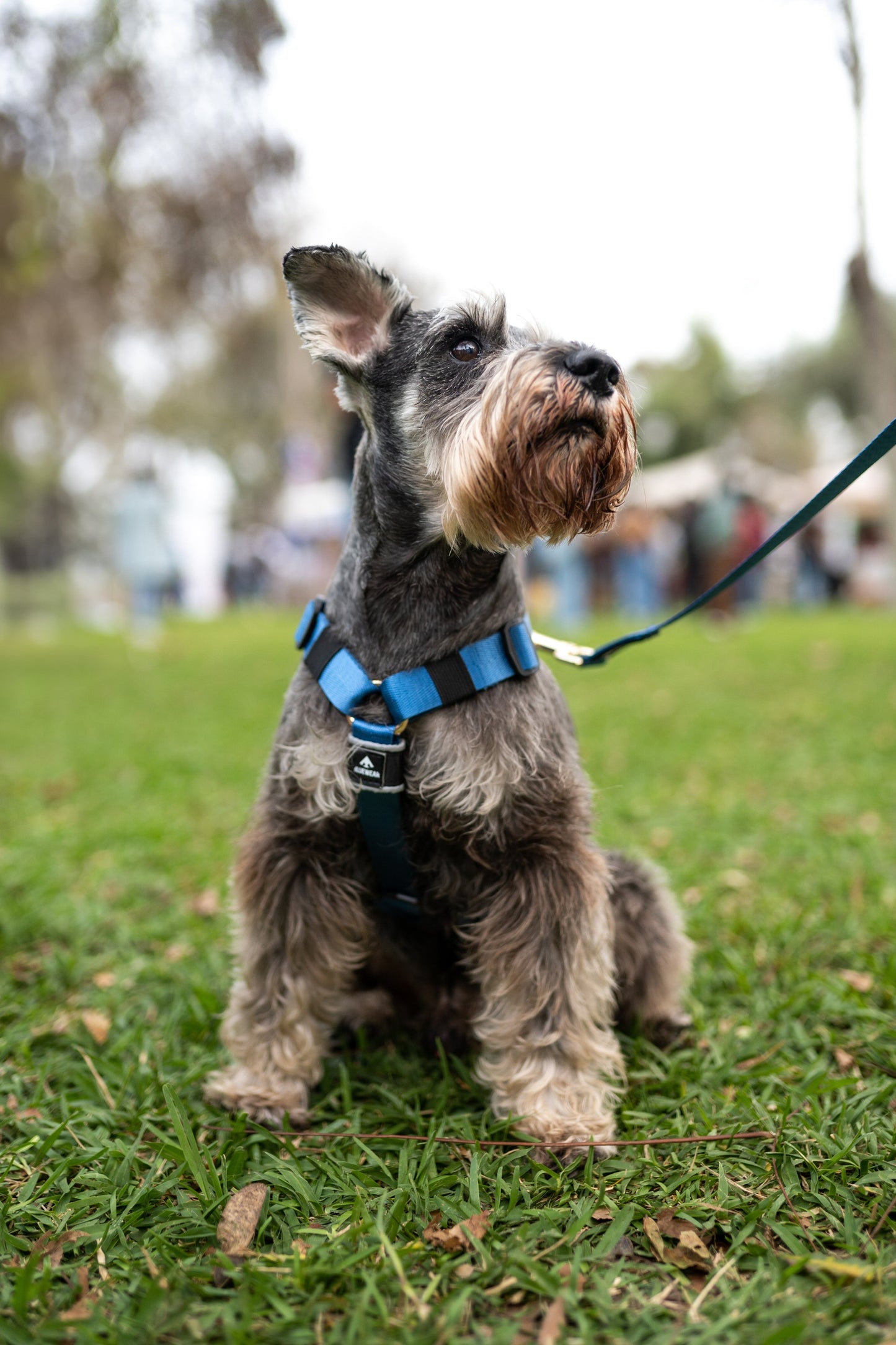 Arnés clásico - Azul acero