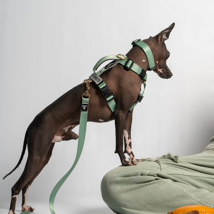 Arnés clásico - Menta