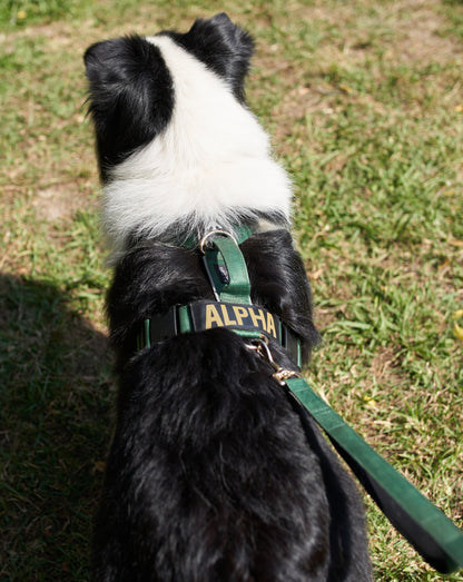 Correa clásica - Color Esmeralda