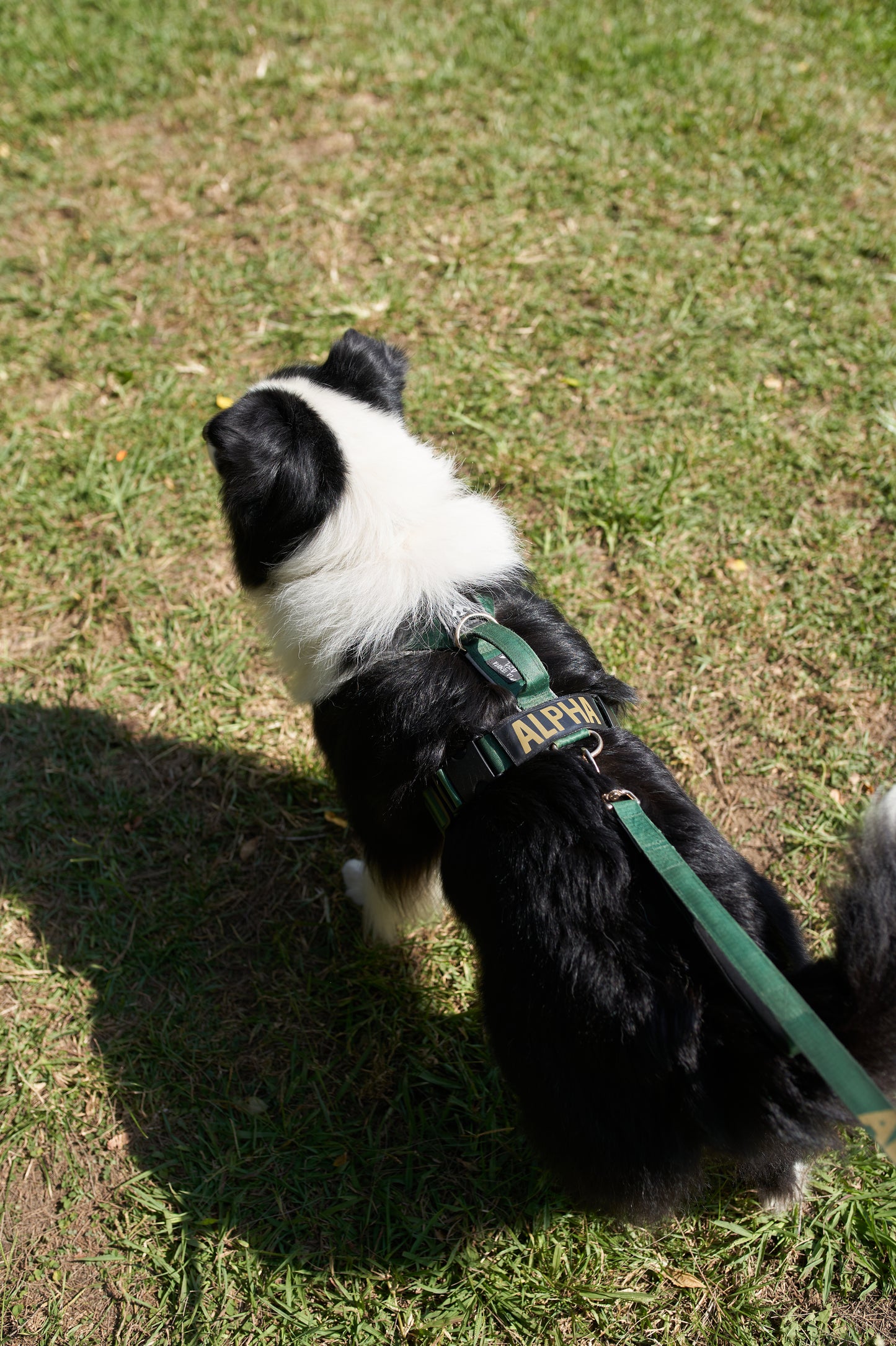 Arnés clásico - Esmeralda