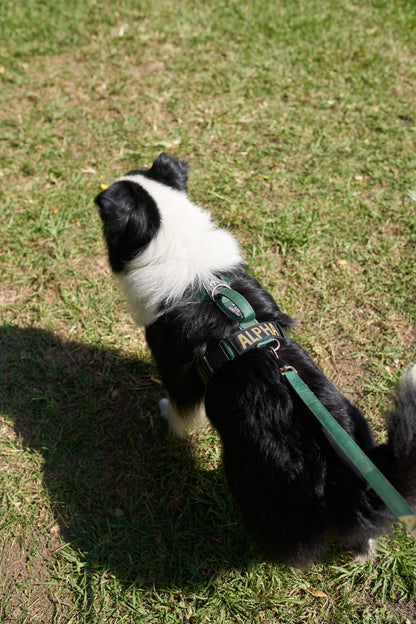 Arnés clásico - Esmeralda