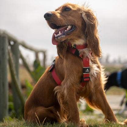 Arnés clásico - Rojo vino