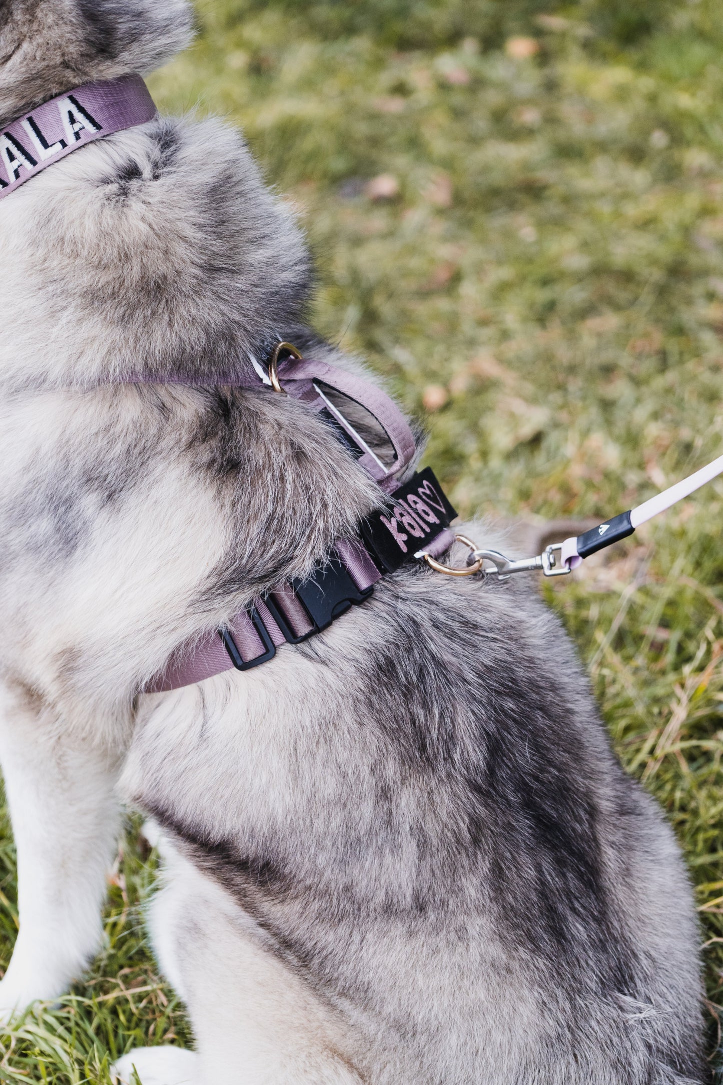 Arnés clásico - Lila