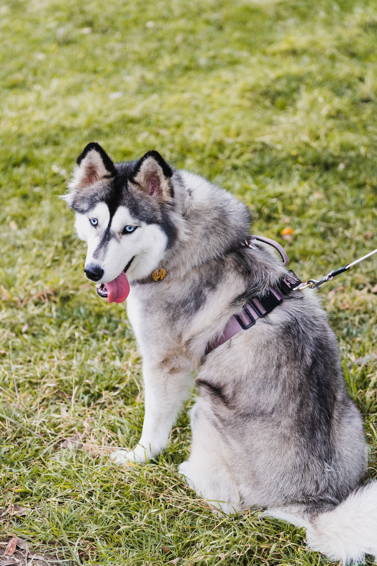 Arnés clásico - Lila