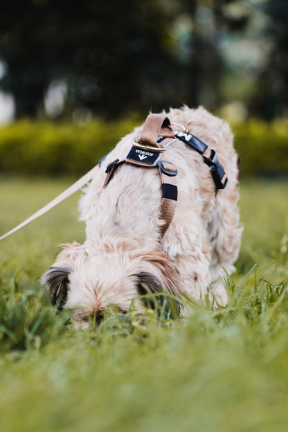Arnés clásico - Marrón Metálico